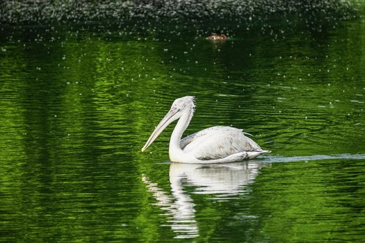white Pelican floating on the green water surface