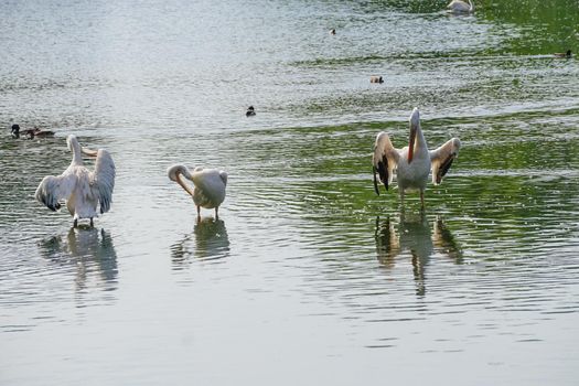 white pelicans on the water surface