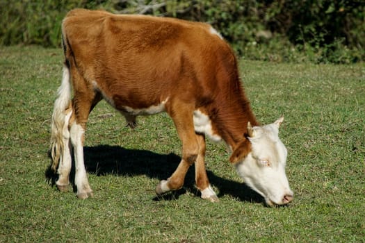 Redhead young bull grazing on green grass pasture on a bright Sunny day