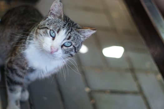 Beautiful cat with green eyes on the background of the sidewalk.
