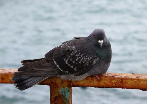 Portrait of a pigeon against the water surface.