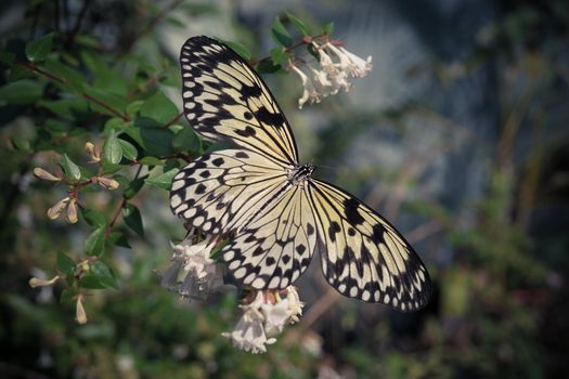 A big yellow butterfly sitting on a Bush with small white flowers