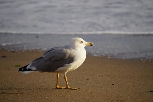 Portrait of a large sea gull on yellow sand.