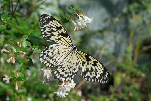 butterfly sitting on green branches in the greenhouse