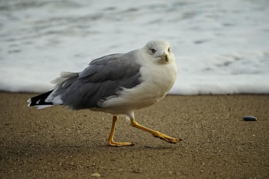 Portrait of a large sea gull on yellow sand.