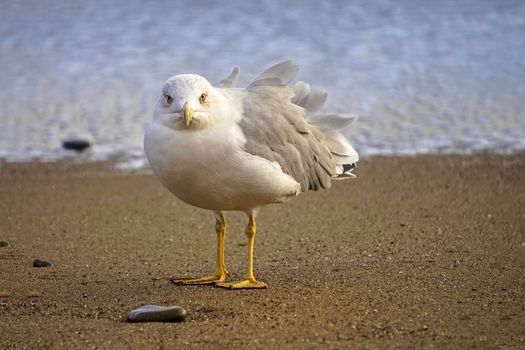 Portrait of a large sea gull on yellow sand.