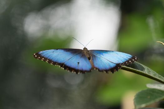butterfly sitting on green branches in the greenhouse.