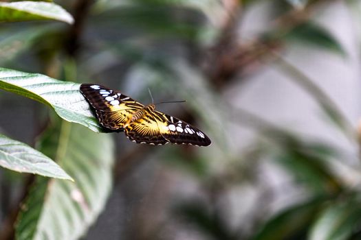 Orange butterfly with open wings sitting on a sheet mushmuly