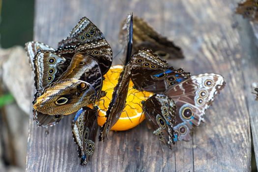 Feeding butterflies orange juice. Beauty of nature