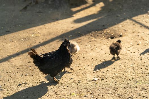 Portrait of a purebred chicken on the background of a chicken coop. Farm.
