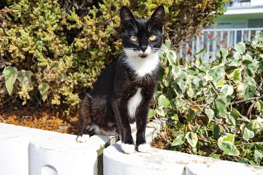 black-and-white shorthaired cat with yellow eyes sitting on a bed with plants.