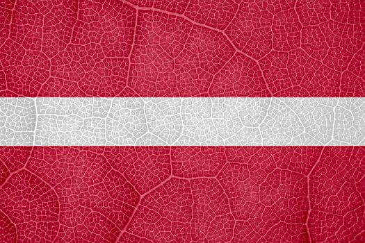 flag of Latvia on the structure of a tree leaf macro. High quality photo