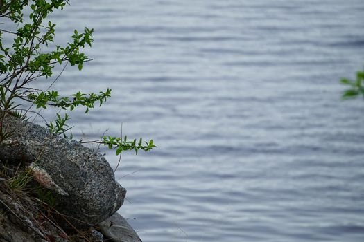 Natural background with plants and stones on the water background.
