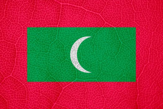 flag of the Maldives on the structure of a tree leaf macro. High quality photo