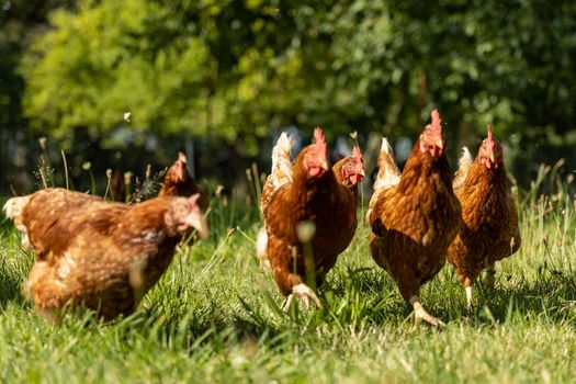 Free range organic chickens poultry in a country farm