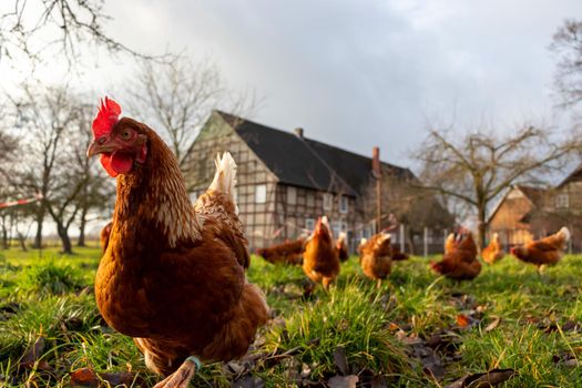 Free range organic chickens poultry in a country farm