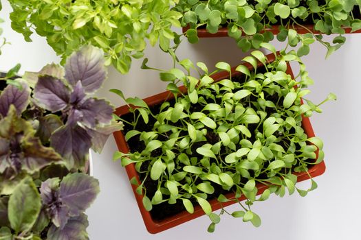 Watercress and other edible greens grow in pots on the windowsill. Growing healthy vitamin greens at home