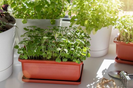 Arugula and other edible herbs grow in pots on the windowsill. Growing healthy vitamin greens at home