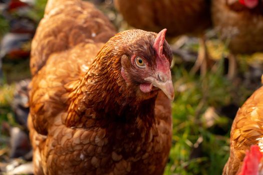 close up of a brown hen on an organic free range chicken farm