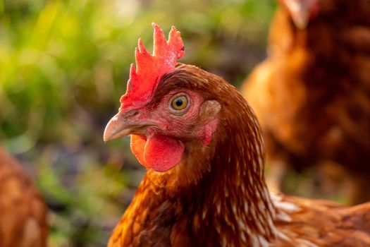 close up of a brown hen on an organic free range chicken farm