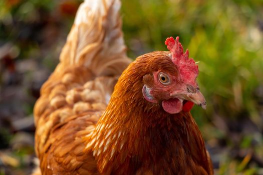 close up of a brown hen on an organic free range chicken farm