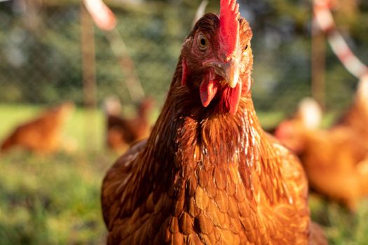 close up of a brown hen on an organic free range chicken farm