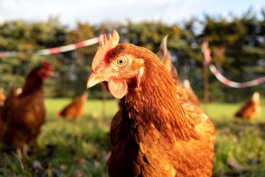 Free range organic chickens poultry in a country farm