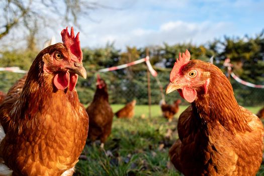 Free range organic chickens poultry in a country farm