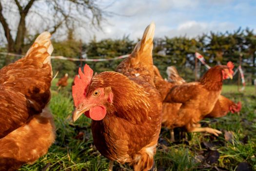 Free range organic chickens poultry in a country farm