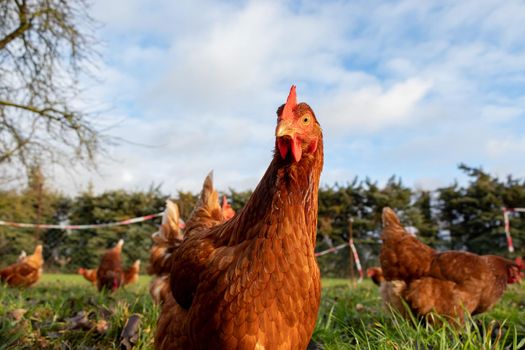 Free range organic chickens poultry in a country farm