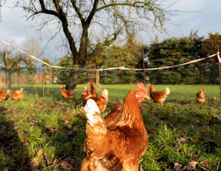 Free range organic chickens poultry in a country farm