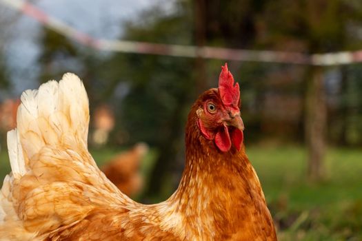 close up of a brown hen on an organic free range chicken farm