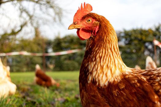 close up of a brown hen on an organic free range chicken farm