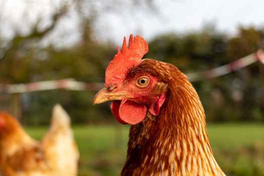 close up of a brown hen on an organic free range chicken farm