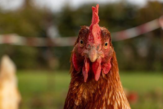close up of a brown hen on an organic free range chicken farm