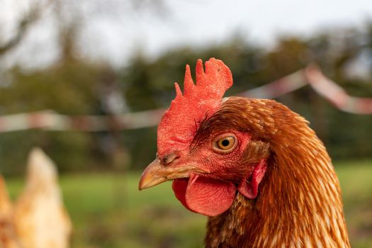 close up of a brown hen on an organic free range chicken farm