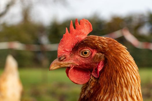 close up of a brown hen on an organic free range chicken farm