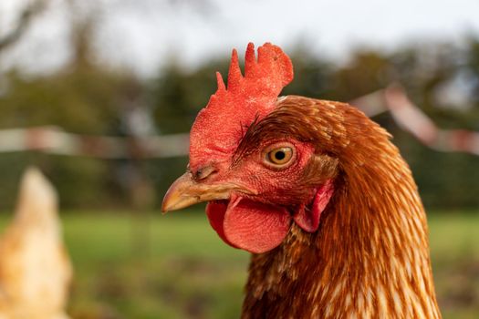 close up of a brown hen on an organic free range chicken farm