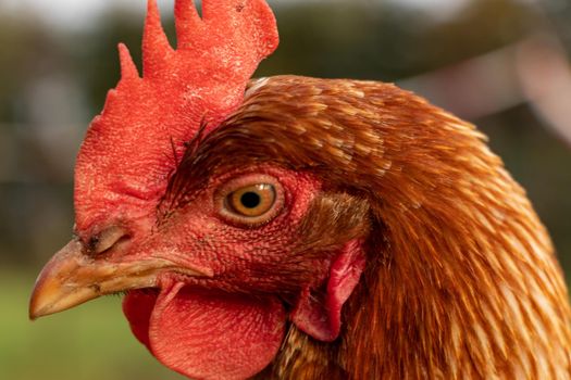 close up of a brown hen on an organic free range chicken farm