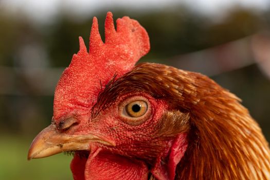 close up of a brown hen on an organic free range chicken farm