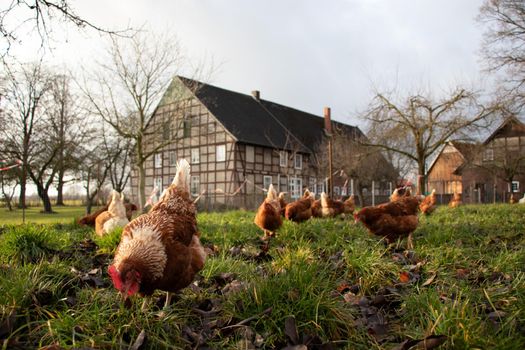 Free range organic chickens poultry in a country farm