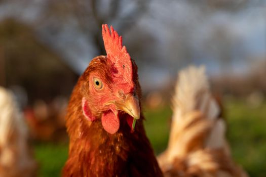 close up of a brown hen on an organic free range chicken farm