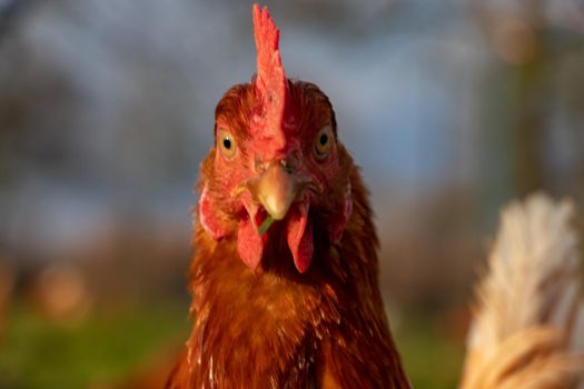 close up of a brown hen on an organic free range chicken farm