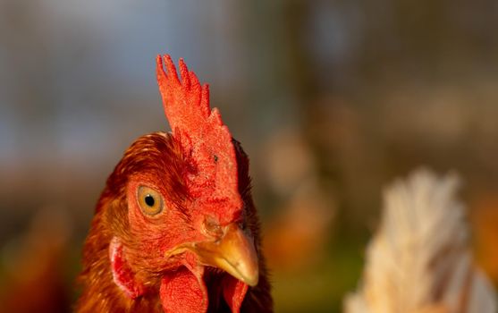 close up of a brown hen on an organic free range chicken farm