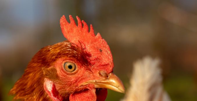 close up of a brown hen on an organic free range chicken farm