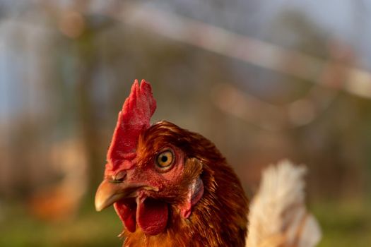 close up of a brown hen on an organic free range chicken farm