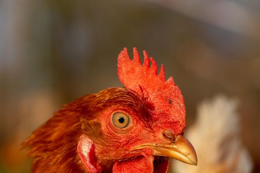 close up of a brown hen on an organic free range chicken farm