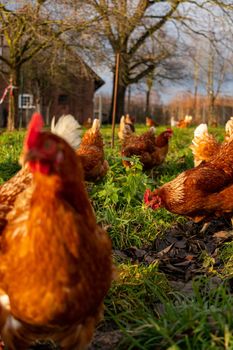 Free range organic chickens poultry in a country farm