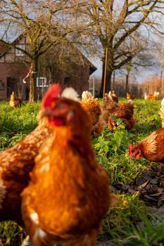 Free range organic chickens poultry in a country farm