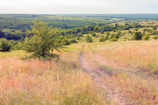 A large green field with trees in the background. the road that goes into the distance. High quality photo